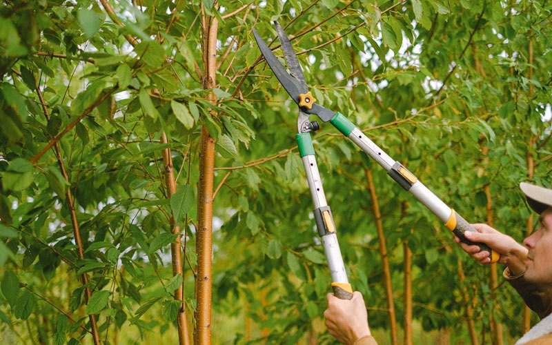 Tree trimming in Bladen, NE
